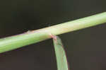 Pitted beardgrass